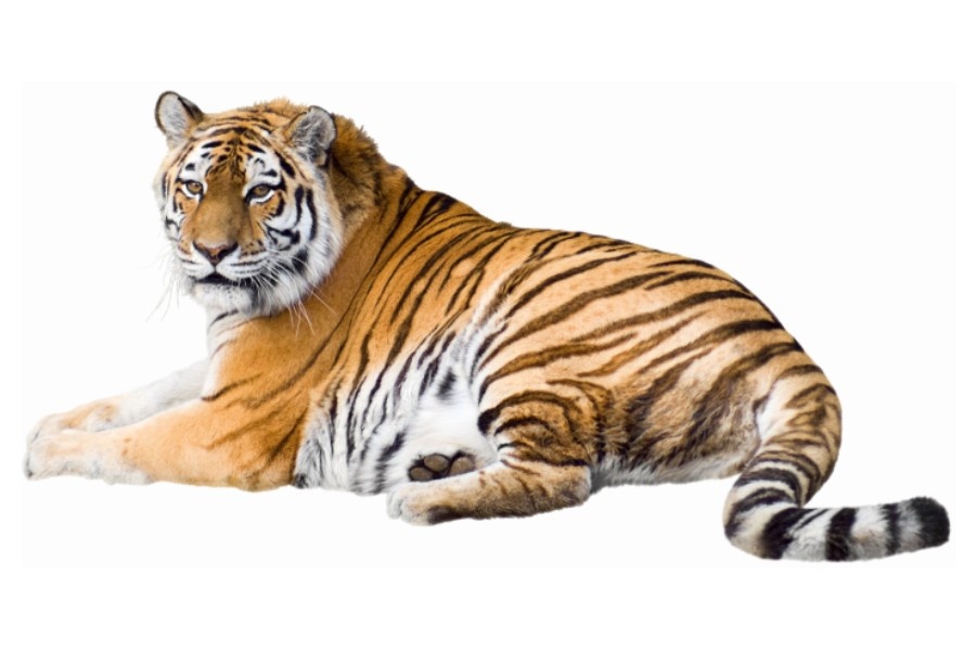  Tygrys 10